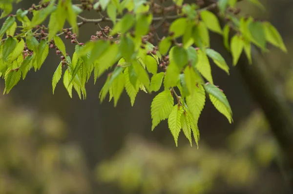 Nahaufnahme japanischer Ahornblätter in einem japanischen Garten — Stockfoto