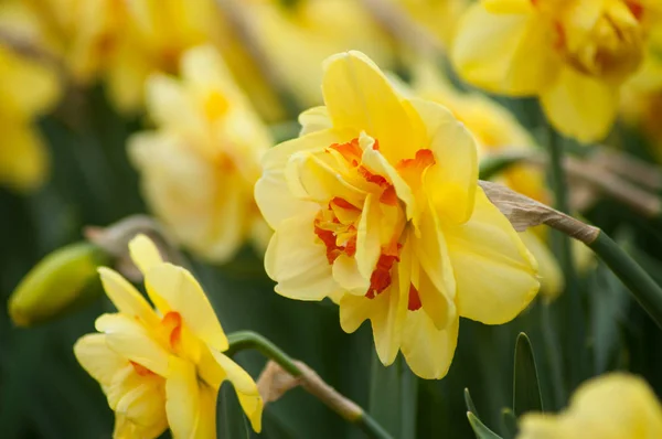 Closeup of yellow daffodils in a public garden Royalty Free Stock Images