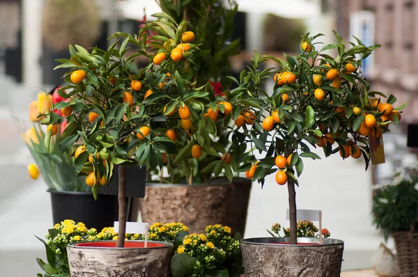 Крупный план апельсинового дерева у флориста — стоковое фото