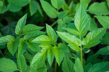 ormanda katta yeşil yaprakları closeup