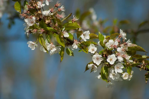 Zaostřená z bílých třešňových květů na modrém nebeském pozadí — Stock fotografie
