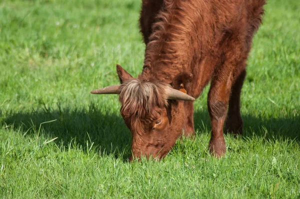 Retrato de vaca marrón pastando la hierba en un prado —  Fotos de Stock