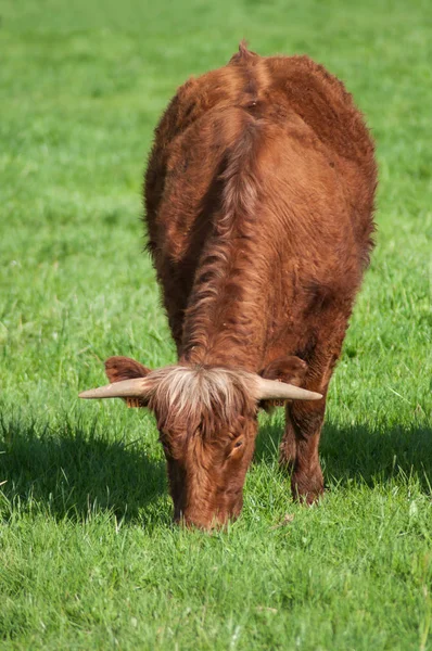Retrato de vaca marrón pastando la hierba en un prado —  Fotos de Stock