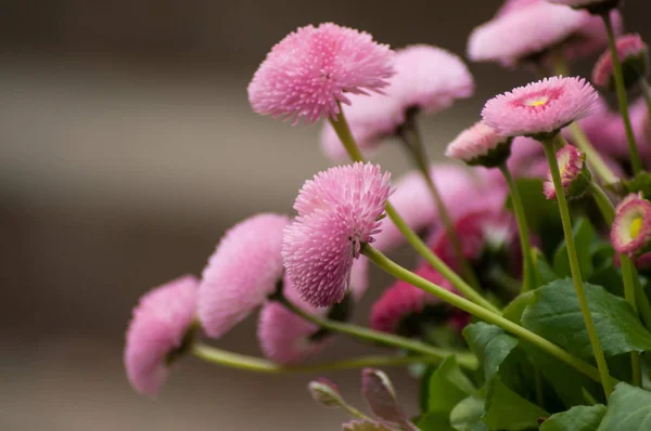 Крупный план розовых маргариток в корзине - Bellis perennis — стоковое фото