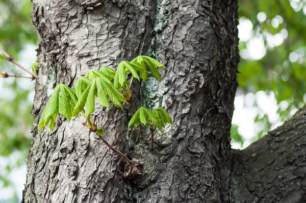 Primo piano di foglie di ippocastano su tronco in parco urbano a primavera — Foto Stock