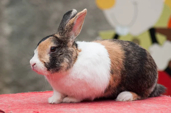 Portret trójkolorowego królika w gospodarstwie — Zdjęcie stockowe