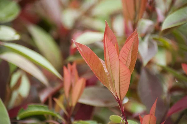 Zbliżenie czerwonych liści Photinia na wiosnę — Zdjęcie stockowe