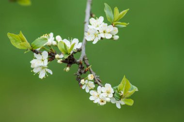 elma ağacı çiçek Bahar, closeup