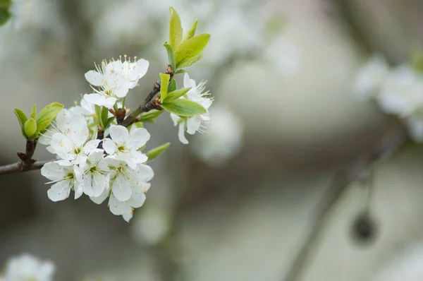 Detailní záběr na apple květy na jaře — Stock fotografie