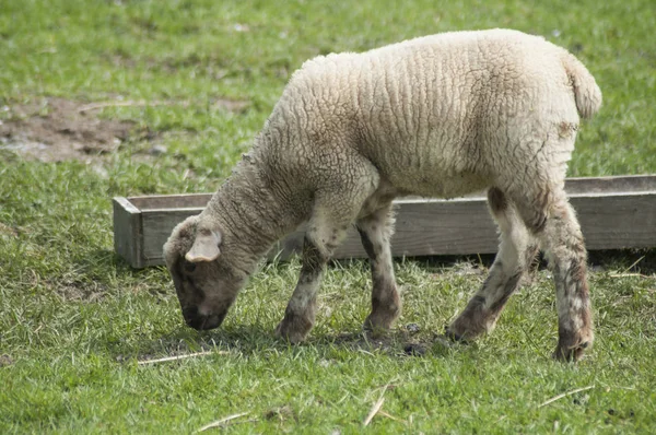 Retrato de pastoreio de cordeiro em um prado — Fotografia de Stock