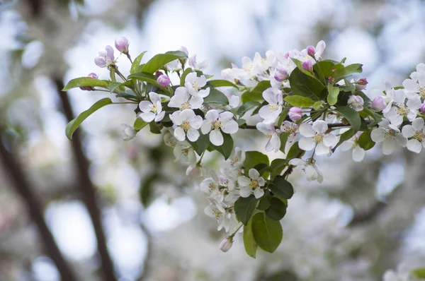 Sraženina květu jablečného stromu na jaře — Stock fotografie