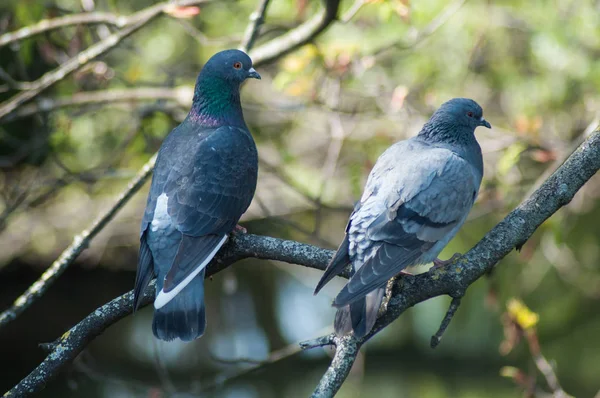 Pareja de palomas de pie en rama en el parque urbano —  Fotos de Stock