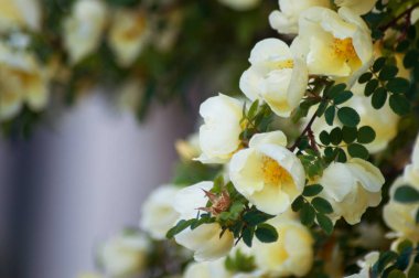 kentsel parkta sarı eglantine çiçeği yakın çekim