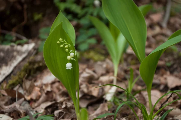 Close up of lily of the valley flowers in the forest — стоковое фото