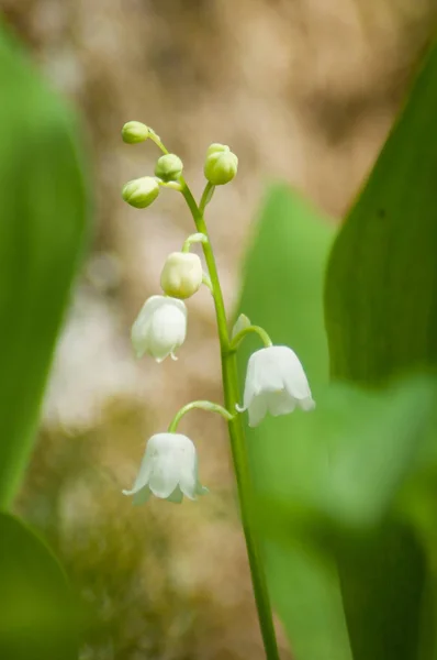 Close up of lily of the valley flowers in the forest — стоковое фото