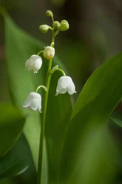 Close up of lily of the valley flowers in the forest — стоковое фото