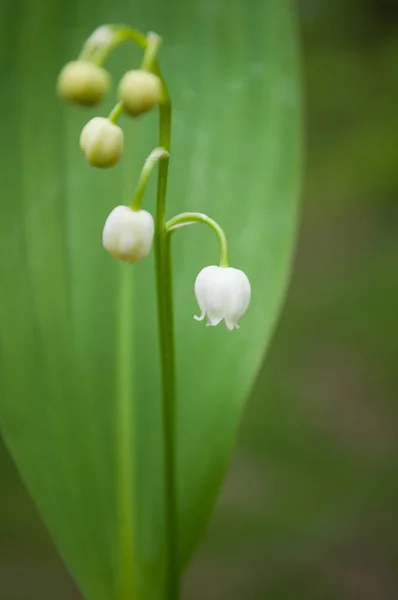 Close up of lily of the valley flowers in the forest — стоковое фото