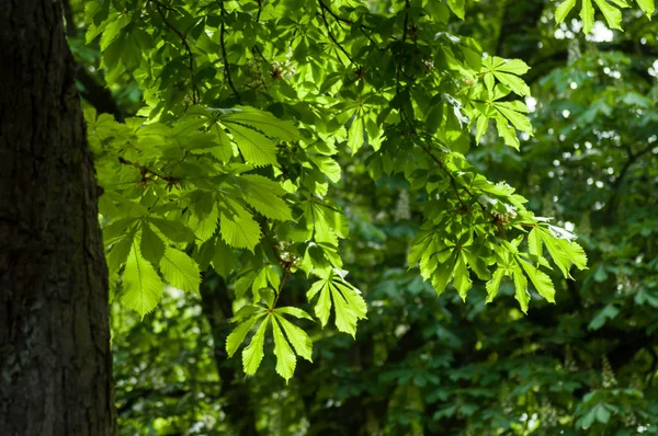 Gros plan des feuilles de marronnier d'Inde dans le parc urbain au printemps — Photo
