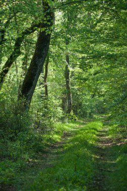 ilkbaharda ormanda büyük ağaçların perakende