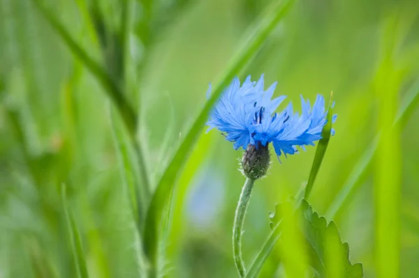 Close-up de flor de milho em um prado — Fotografia de Stock