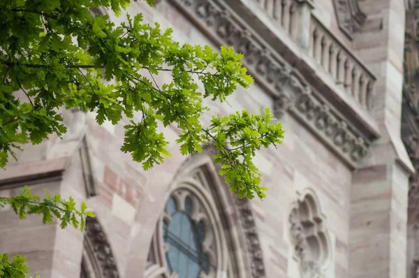 Closeup of oak leaves in front of st Etienne protestant temple — Stock Photo, Image