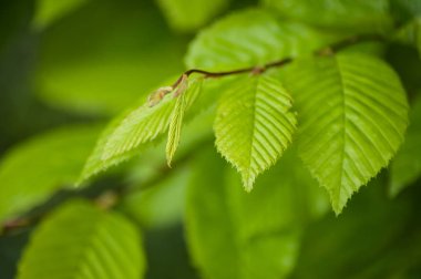 Hornbeam yaprakları baharda çalılıklarda toplanır.