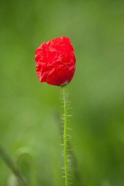 Bahar adlı bir çayırda izole haşhaş closeup