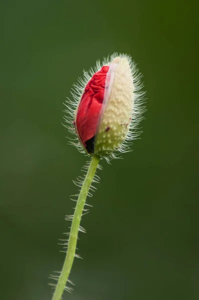 Nahaufnahme isolierten Mohnanbaus auf einer Wiese im Frühling — Stockfoto