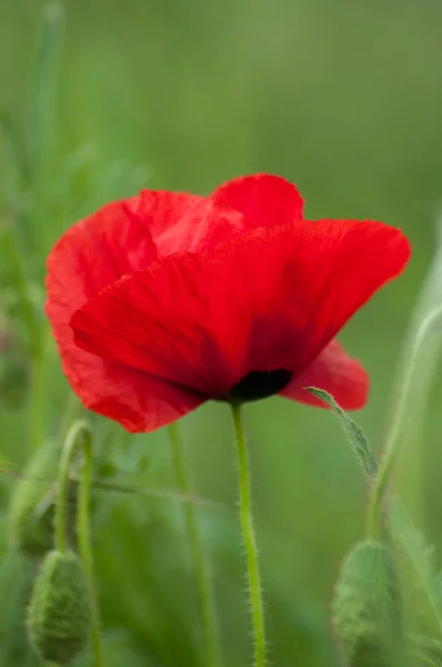 Primo piano di papavero isolato in un prato a primavera — Foto Stock