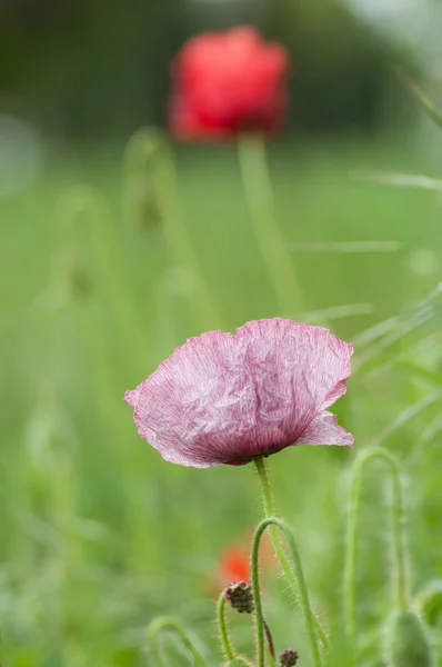봄에 초원에서 분홍색과 빨간 양귀비의 클로즈업 — 스톡 사진