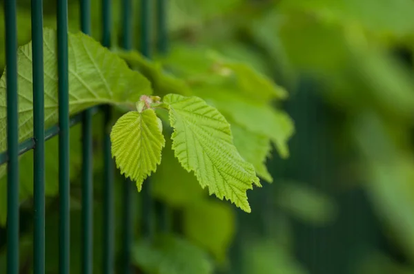 春の生け垣のヘーゼルの葉のクローズアップ — ストック写真