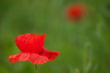 Bahar adlı bir çayırda haşhaş closeup