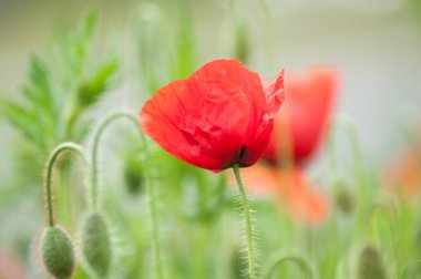 Bahar adlı bir çayırda haşhaş closeup