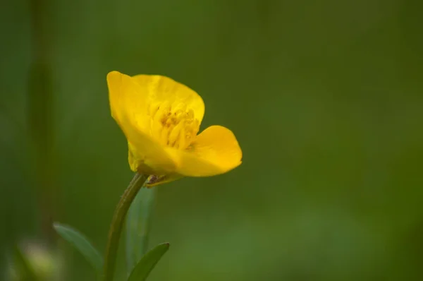 Zbliżenie żółte dzikie kwiaty w łące-Jaskier repens — Zdjęcie stockowe