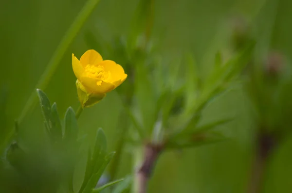 Primer plano de flores silvestres amarillas en un prado - ranunculus repens —  Fotos de Stock