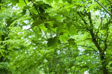 ilkbaharda ormanda akçaağaç ağacı dalı yakın çekim