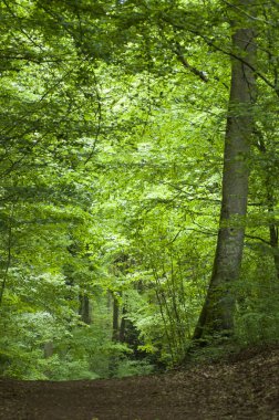 ilkbaharda ormanda büyük ağaçların perakende