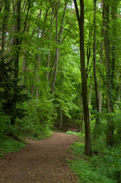 Venta al por menor de grandes árboles en el bosque en primavera — Foto de Stock