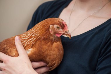 evlat edinmeden önce kollarında portre af tavuk