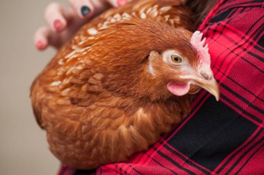 evlat edinmeden önce kollarında portre af tavuk