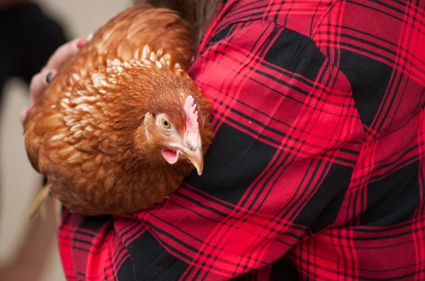 portrait af chicken in arms before adoption