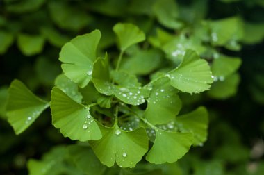 ginkgo Biloba yaprakları üzerinde yağmur damlayakın çekim 