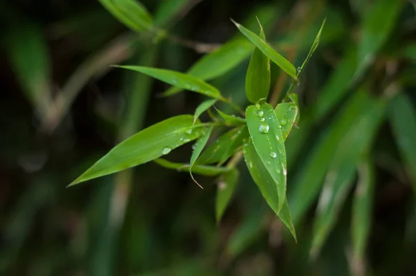 Primer plano de gotas de lluvia en hojas de bambú — Foto de Stock