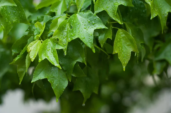 Closeup of rain drops on ivy leaves — Stock Photo, Image