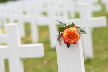 askeri mezarlıkta mezar üzerinde turuncu gül yakın çekim