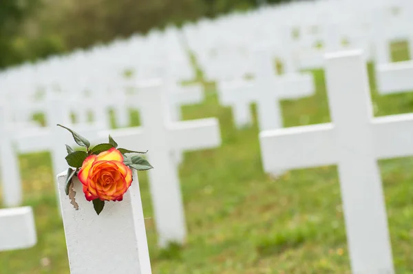 Primer plano de rosa naranja en la tumba en el cementerio militar —  Fotos de Stock