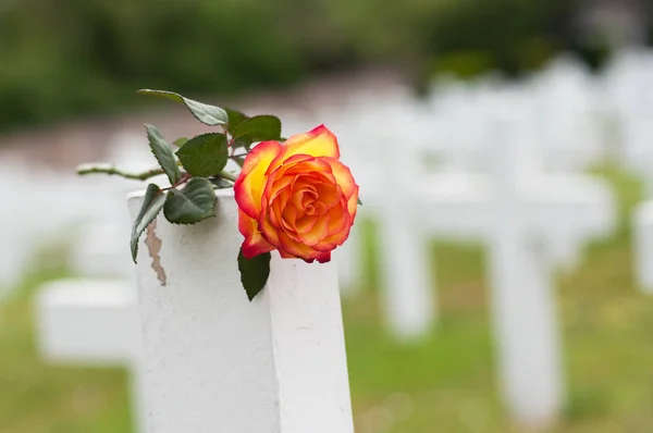 Primer plano de rosa naranja en la tumba en el cementerio militar —  Fotos de Stock