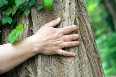 ormanda bir ağaç gövdesi sarılma kadının el yakın çekim 