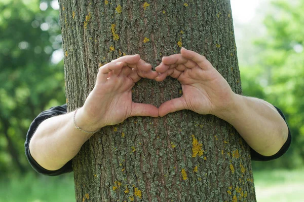 Closeup rukou ženy ve tvaru srdce na kmeni stromu — Stock fotografie