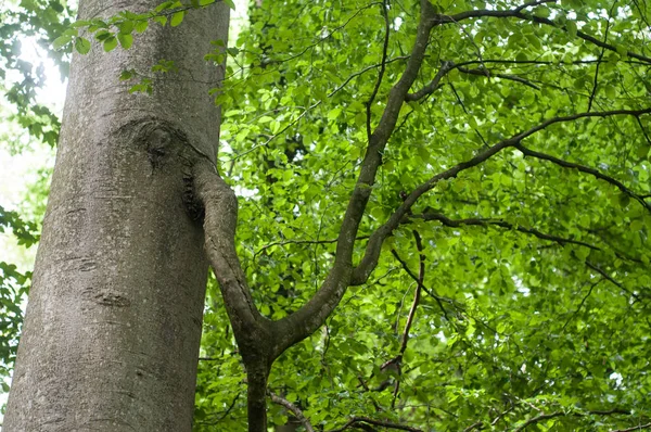 Bir ormandaki gürgen dalı closeup — Stok fotoğraf